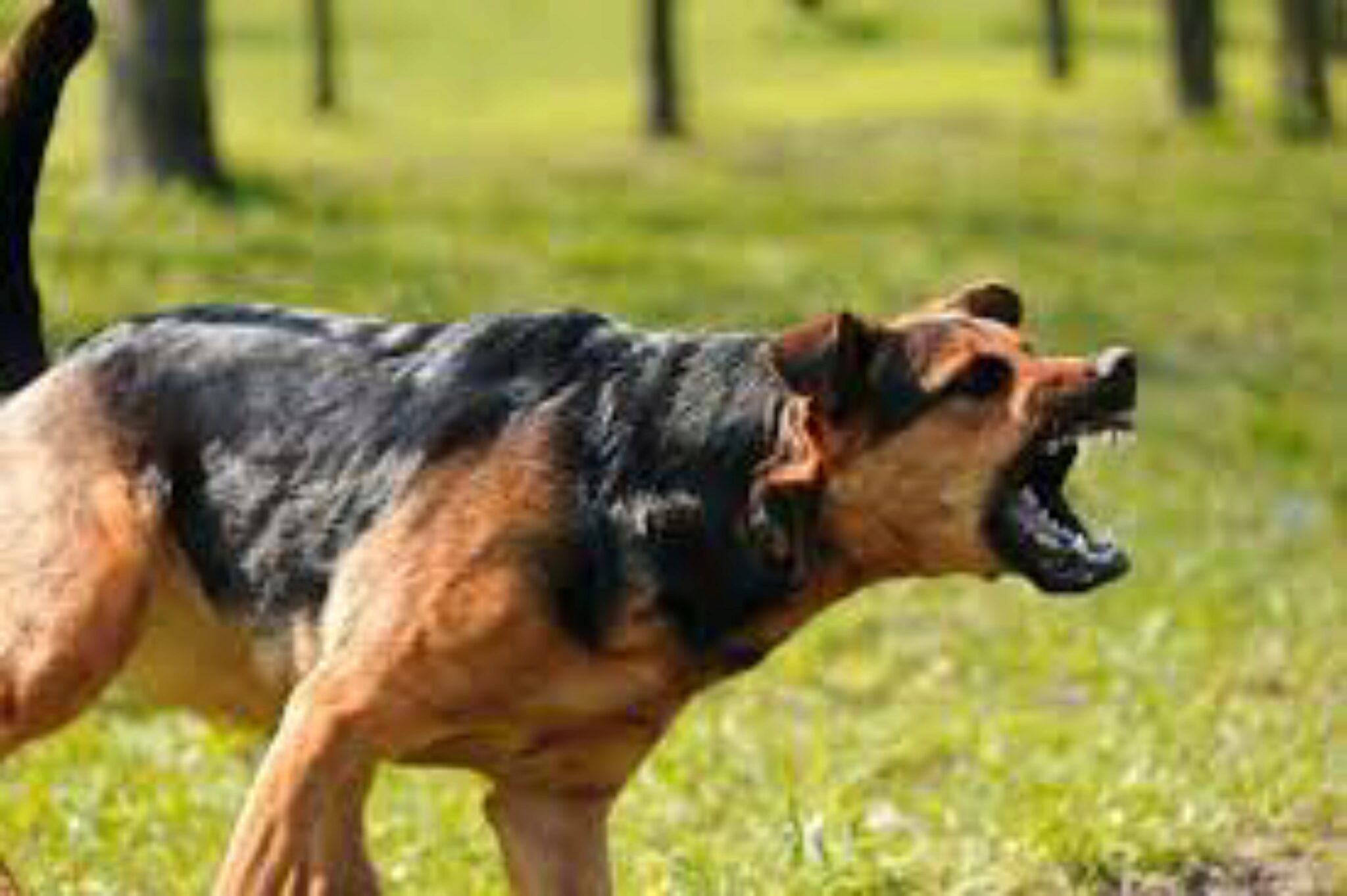 7 Motivi Per Cui I Cani Odorano Di Cacca Di Altri Cani + Possibili Pericoli