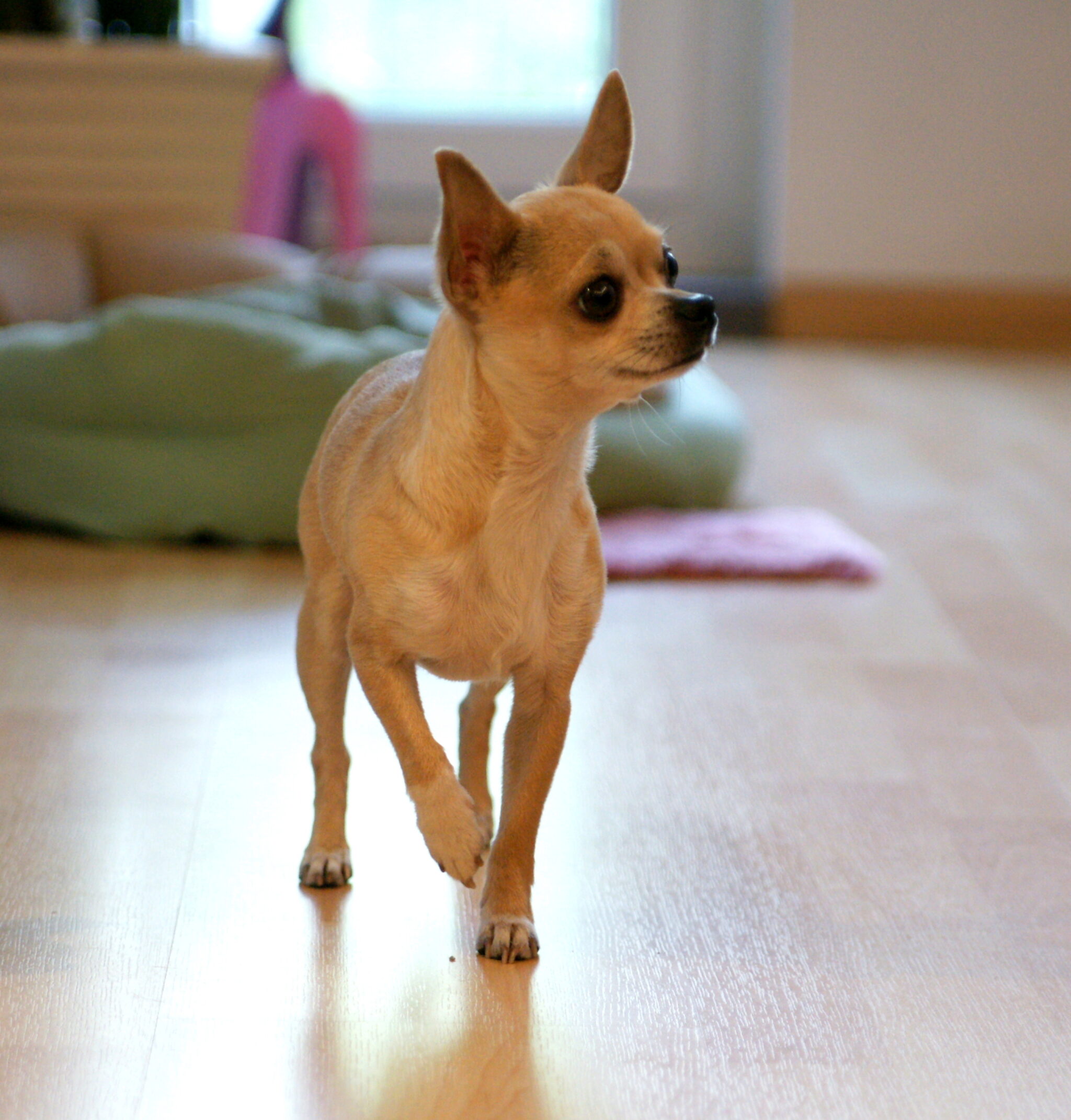 8 Tipi Di Chihuahua Di Cui Devi Essere A Conoscenza