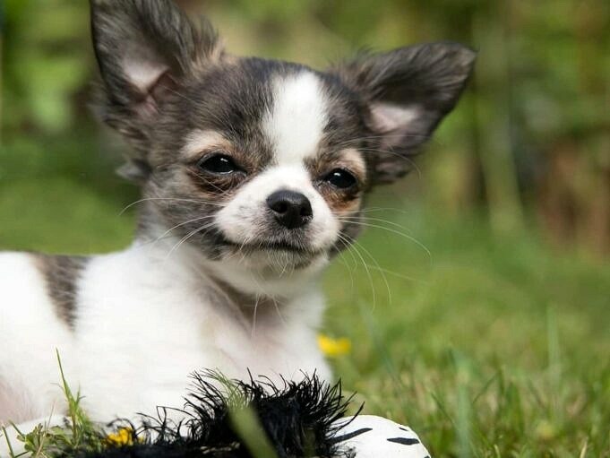 Che Numero Di Cuccioli Hanno Di Solito I Chihuahua In Una Cucciolata?